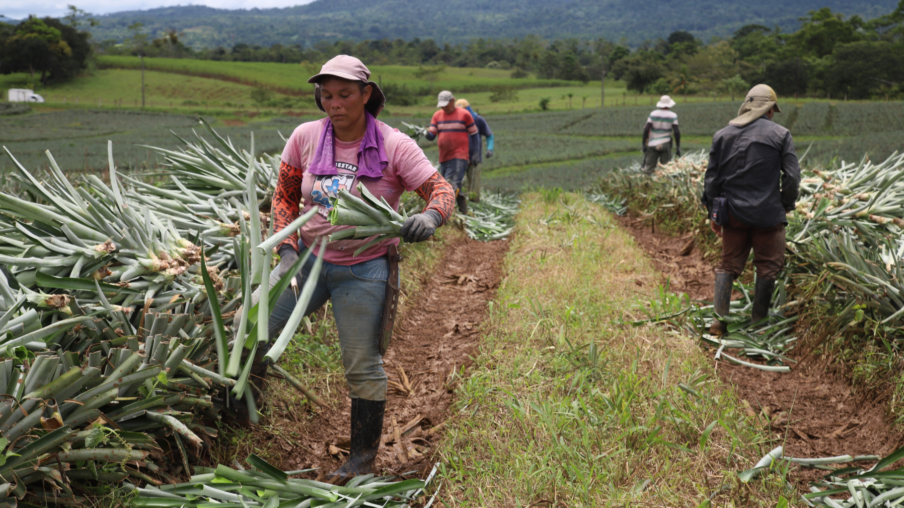 Arbeiter*innen auf einer Ananas-Plantage in Costa Rica: Löhne weit unter dem Existenzminimum