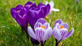 Frühblüher auf einer Wiese