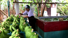 Eine Arbeiterin auf einer Bananenplantage in Ecuador