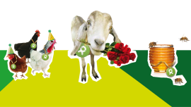 Hühner, Ziege und Honigbienen als OxfamUnverpackt-Geschenke