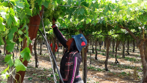 Farmarbeiterin auf dem Kromhout Weingut in Südafrika Farmarbeiterin auf dem Kromhout Weingut in Südafrika