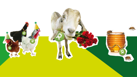 Hühner, Ziege und Honigbienen als OxfamUnverpackt-Geschenke